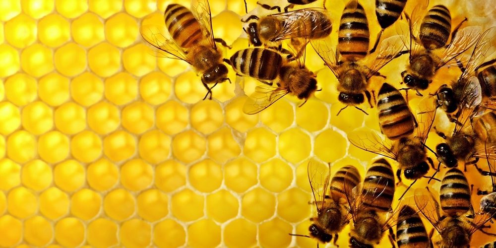 Los 5 mejores libros sobre abejas