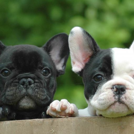 Los 5 mejores libros sobre el bulldog francés