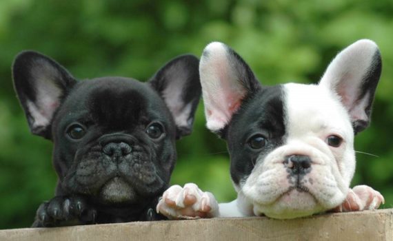 Los 5 mejores libros sobre el bulldog francés