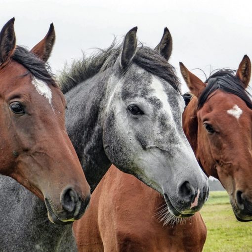 Los 5 mejores libros sobre el comportamiento de los caballos
