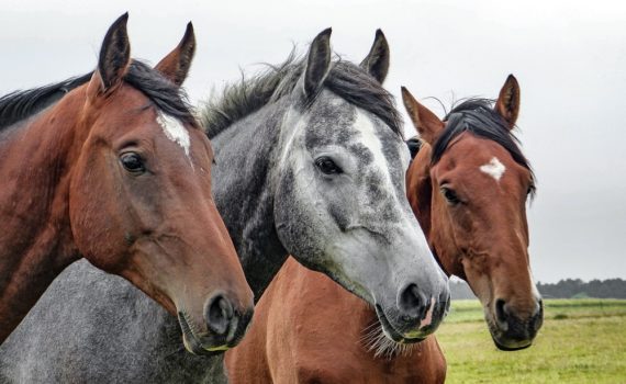 Los 5 mejores libros sobre el comportamiento de los caballos