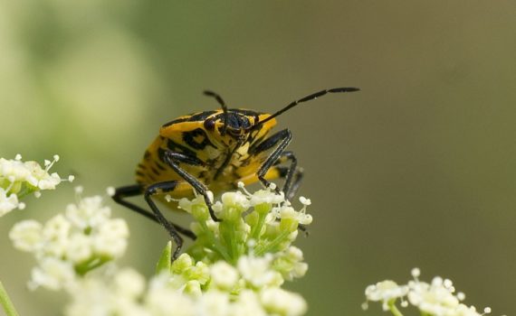 Los 5 mejores libros sobre insectos