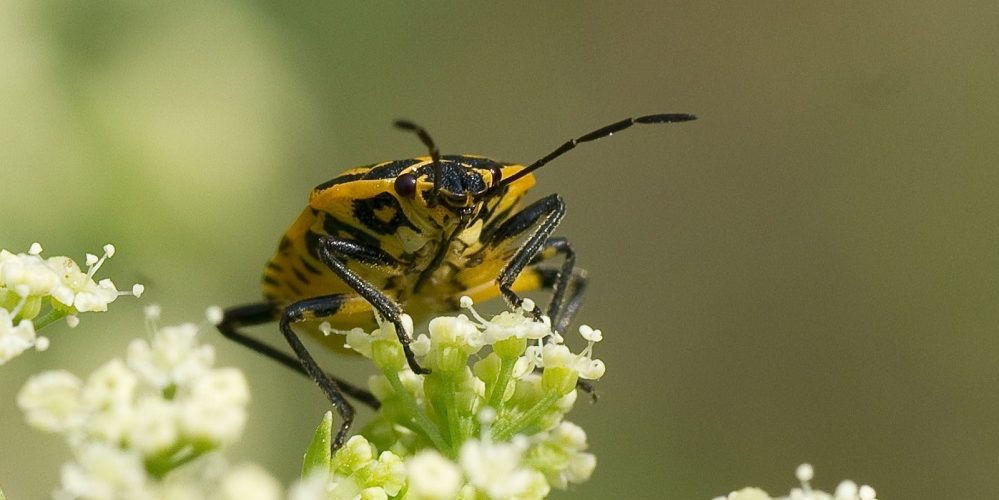 Los 5 mejores libros sobre insectos