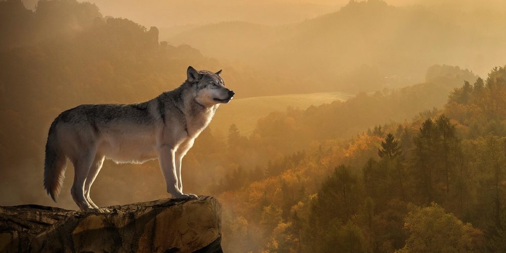 Los 5 mejores libros sobre lobos