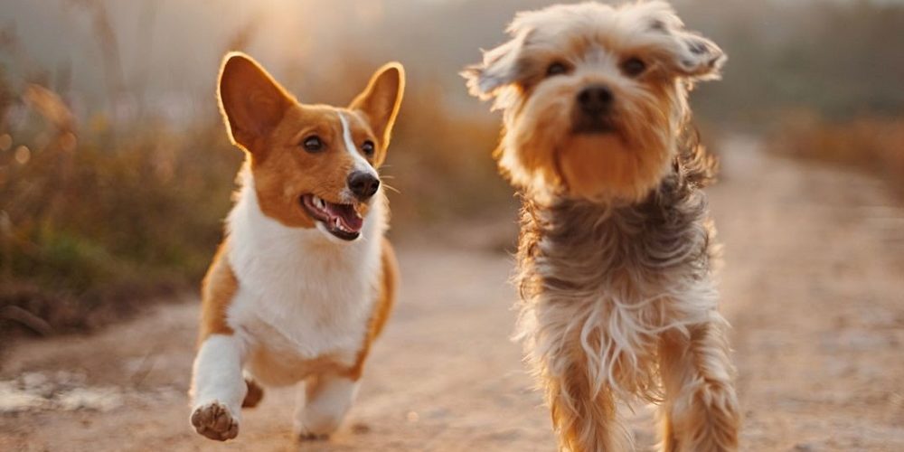 Los 5 mejores libros sobre razas de perros