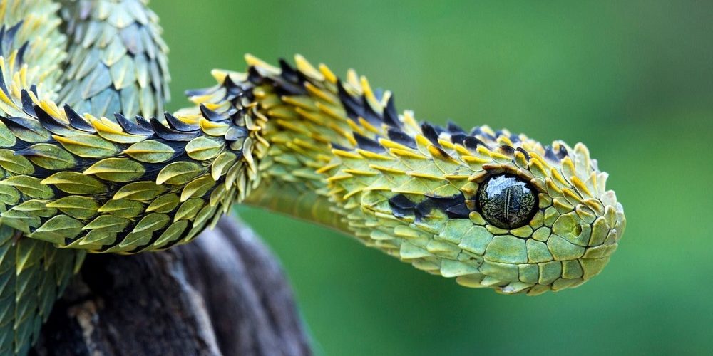 Los 5 mejores libros sobre serpientes