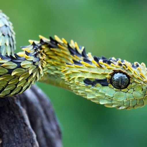 Los 5 mejores libros sobre serpientes